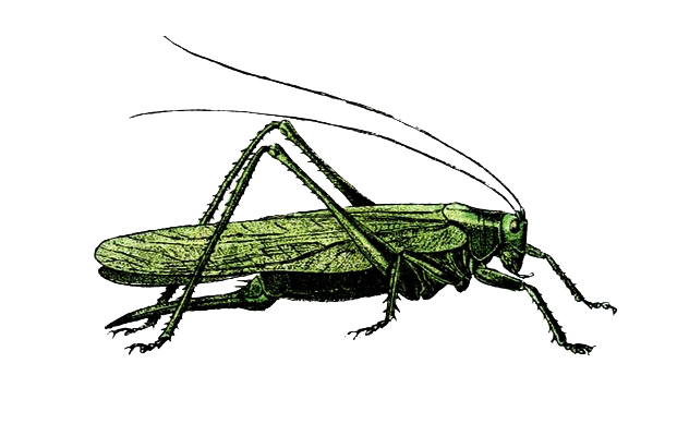 Saltamontes Films