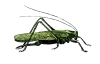 Saltamontes Saltamontes